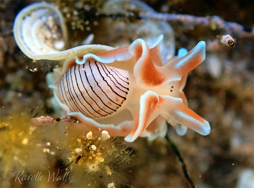 Hydatina physis observed 2022-03-05