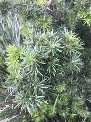 Cyathodes glauca