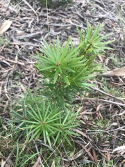 Cyathodes glauca