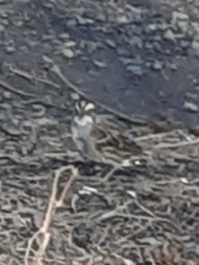 Zonotrichia albicollis