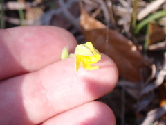 Hypoxis juncea