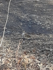 Zonotrichia albicollis