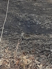 Zonotrichia albicollis
