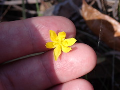 Hypoxis juncea