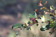 Cadellia pentastylis