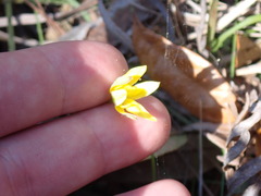 Hypoxis juncea