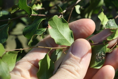 Cadellia pentastylis