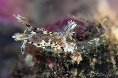 Goniodoris joubini
