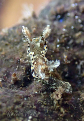 Goniodoris joubini