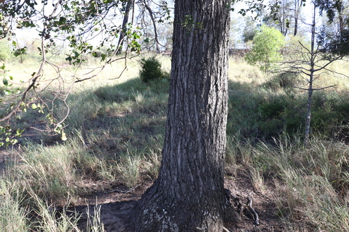 Image of Cadellia pentastylis by (c) Greg Tasney, some rights reserved (CC BY-SA)