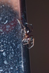 Steatoda erigoniformis