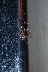 Steatoda erigoniformis