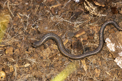 Batrachoseps diabolicus