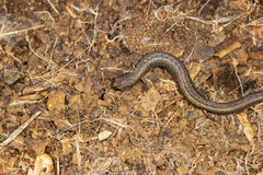 Batrachoseps diabolicus