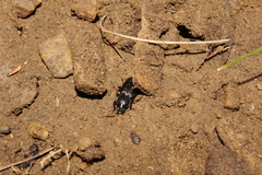 Pterostichus mutus