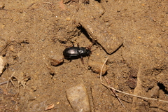 Pterostichus mutus
