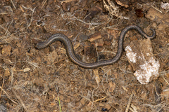 Batrachoseps diabolicus
