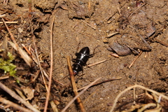Pterostichus mutus