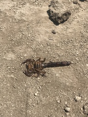 Bothriurus coriaceus