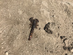 Bothriurus coriaceus