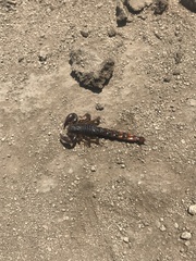 Bothriurus coriaceus