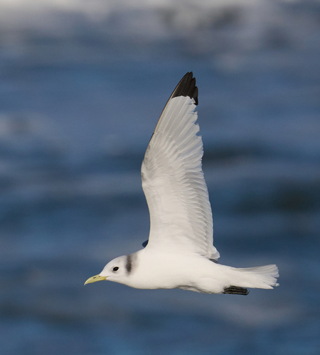 Mouette tridactyle