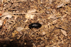 Pterostichus mutus