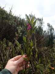 Elleanthus aurantiacus