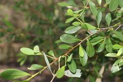 Erythroxylum australe