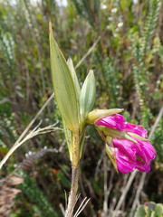 Elleanthus aurantiacus