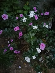 Catharanthus roseus