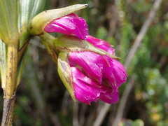 Elleanthus aurantiacus