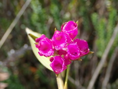 Elleanthus aurantiacus