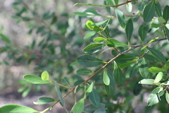Erythroxylum australe