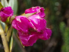 Elleanthus aurantiacus