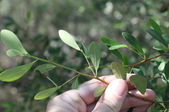 Erythroxylum australe