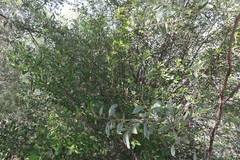 Erythroxylum australe