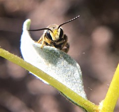 Acunomia