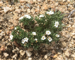 Eremocarya micrantha