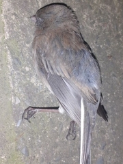 Junco hyemalis