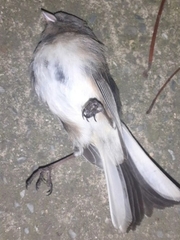 Junco hyemalis
