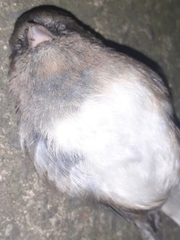 Junco hyemalis