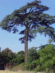 Cedrus libani