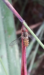 Toxomerus pulchellus