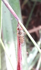 Toxomerus pulchellus