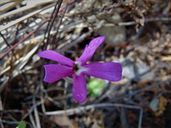 Pinguicula oblongiloba