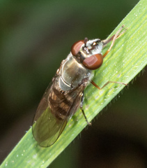 Platycheirus trichopus