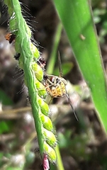 Toxomerus pulchellus