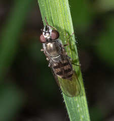 Platycheirus trichopus