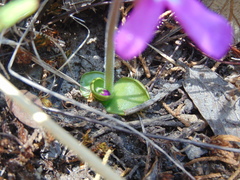 Pinguicula oblongiloba